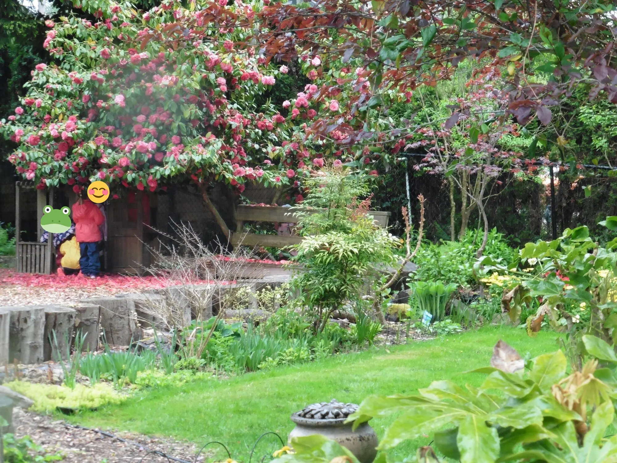 The camellia garden