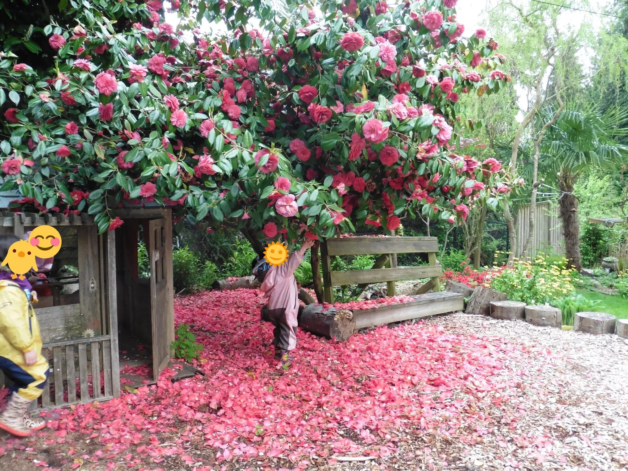 Camellia petals carpet the yard in spring