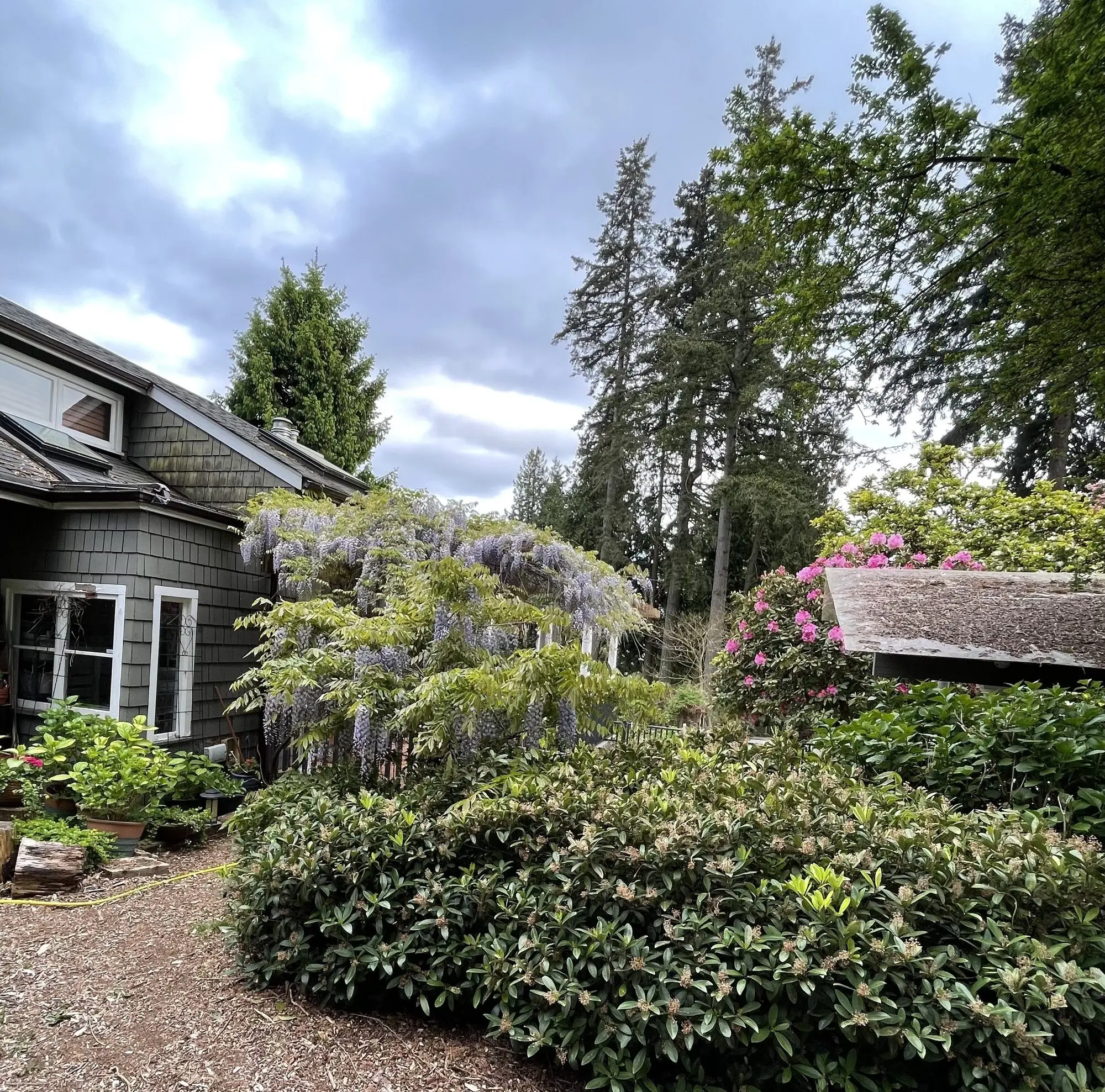 The centre in spring, with wisteria in bloom