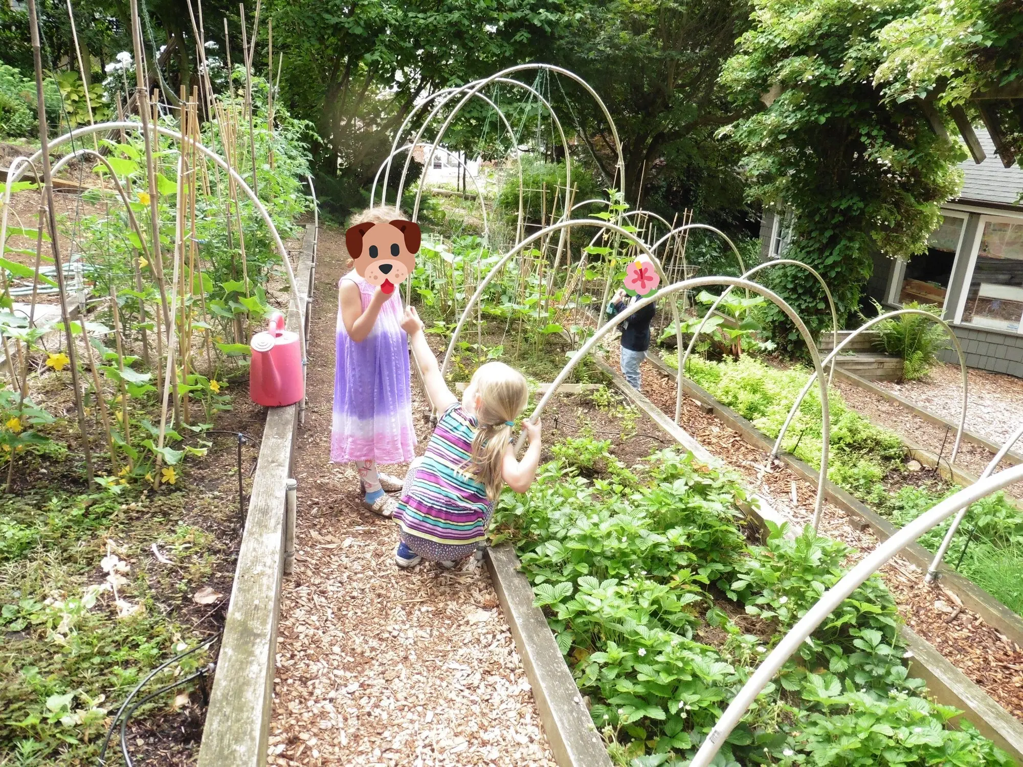 Exploring the raised garden beds