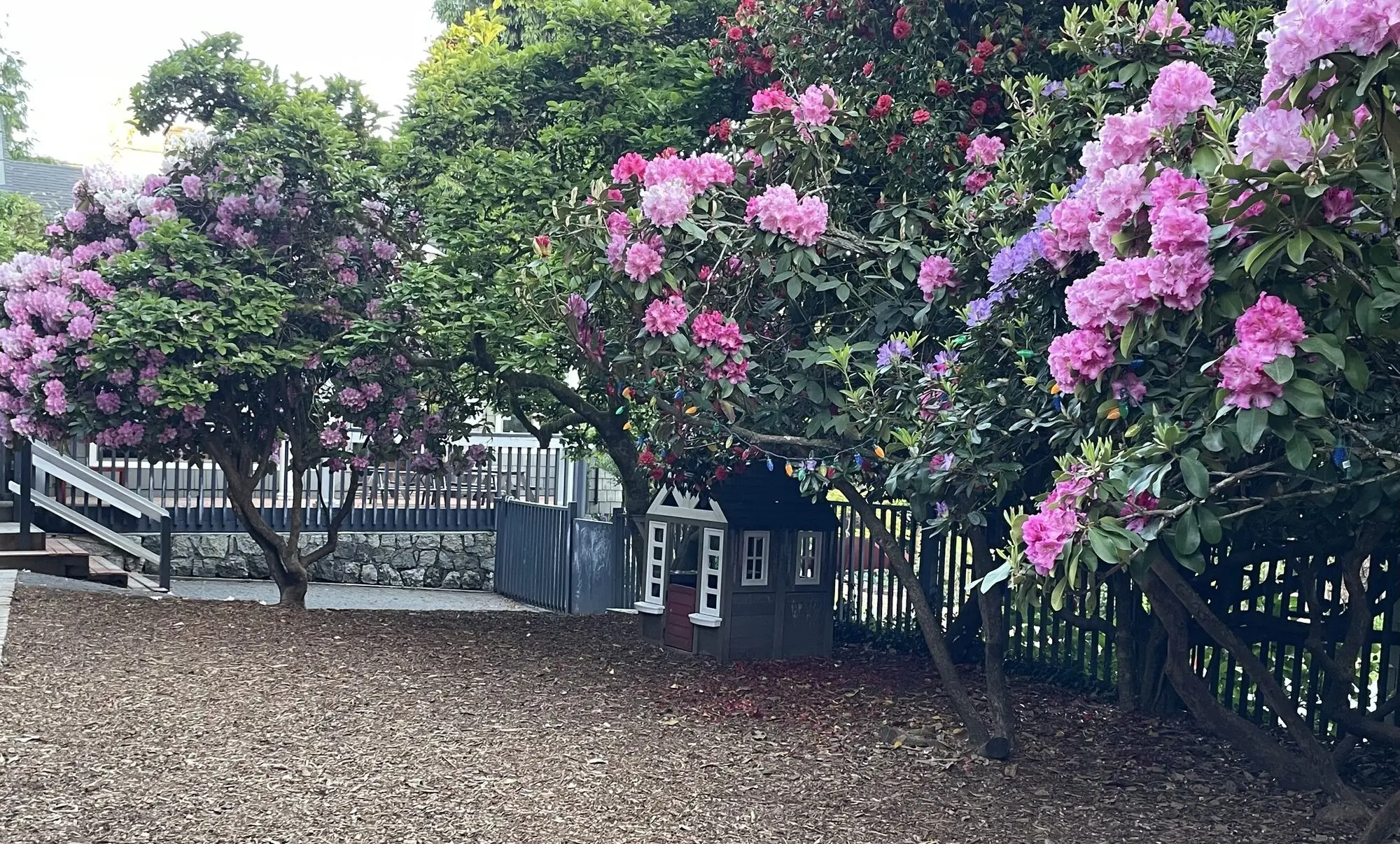 Rhododendrons in bloom over the play yard