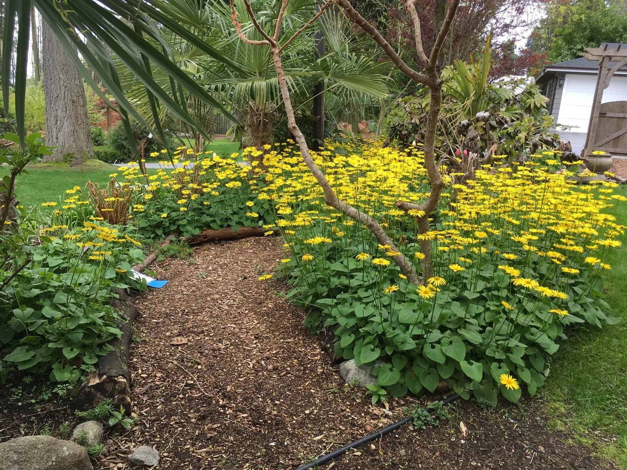 Summer flowers along the garden path
