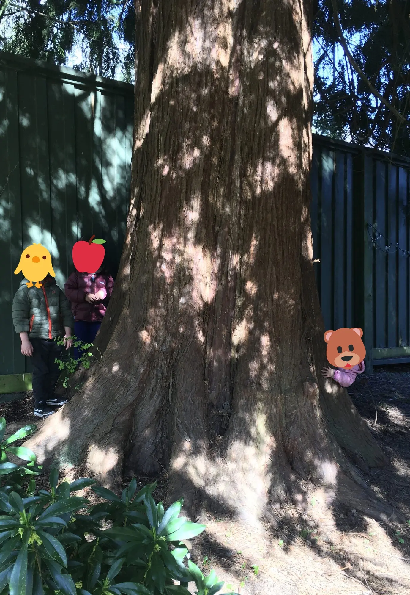 Hide and seek around the big tree