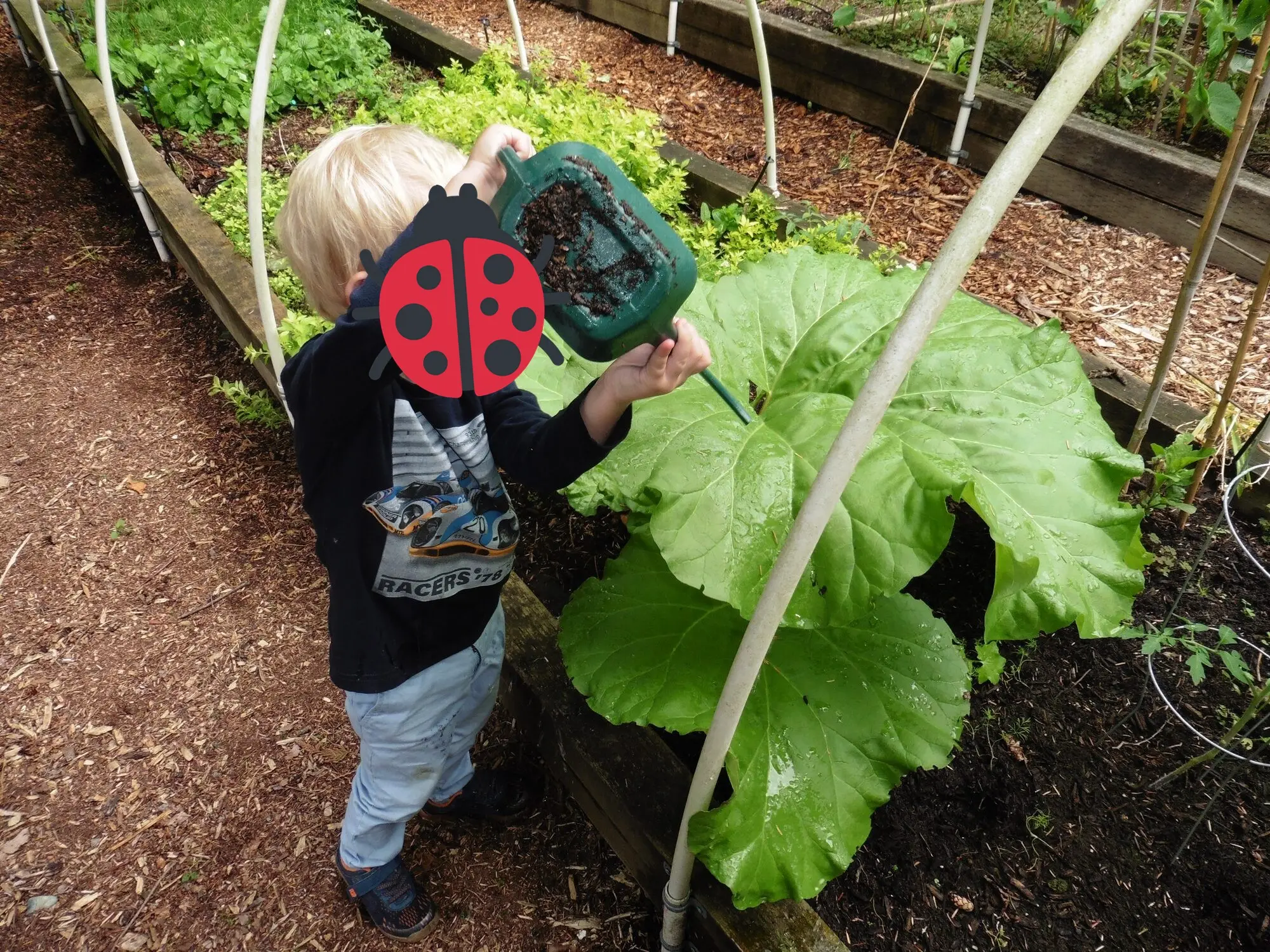 Watering the plants in the raised beds